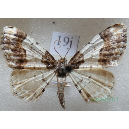 Ligdia adustata (denis & schiffermüller, 1775) Plamiec trzmieliniak Czech19j